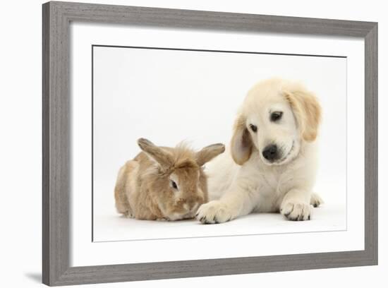 Lionhead Cross Rabbit, Tedson, and Golden Retriever Dog Puppy, Oscar, 3 Months-Mark Taylor-Framed Photographic Print