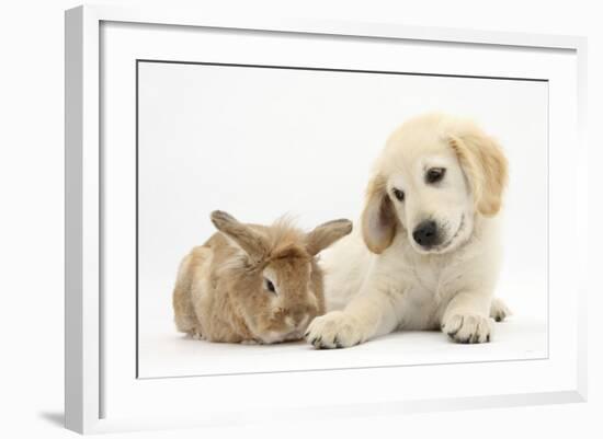 Lionhead Cross Rabbit, Tedson, and Golden Retriever Dog Puppy, Oscar, 3 Months-Mark Taylor-Framed Photographic Print