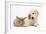 Lionhead Cross Rabbit, Tedson, and Golden Retriever Dog Puppy, Oscar, 3 Months-Mark Taylor-Framed Photographic Print