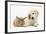 Lionhead Cross Rabbit, Tedson, and Golden Retriever Dog Puppy, Oscar, 3 Months-Mark Taylor-Framed Photographic Print