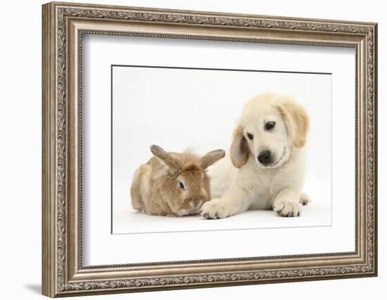 Lionhead Cross Rabbit, Tedson, and Golden Retriever Dog Puppy, Oscar, 3 Months-Mark Taylor-Framed Photographic Print