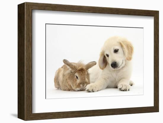 Lionhead Cross Rabbit, Tedson, and Golden Retriever Dog Puppy, Oscar, 3 Months-Mark Taylor-Framed Photographic Print