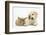 Lionhead Cross Rabbit, Tedson, and Golden Retriever Dog Puppy, Oscar, 3 Months-Mark Taylor-Framed Photographic Print