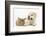 Lionhead Cross Rabbit, Tedson, and Golden Retriever Dog Puppy, Oscar, 3 Months-Mark Taylor-Framed Photographic Print