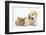 Lionhead Cross Rabbit, Tedson, and Golden Retriever Dog Puppy, Oscar, 3 Months-Mark Taylor-Framed Photographic Print