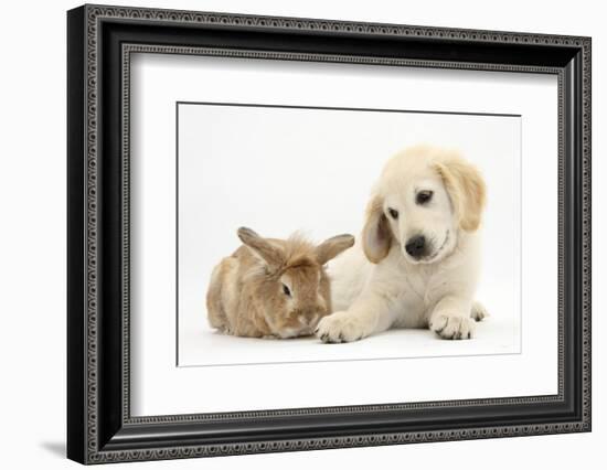 Lionhead Cross Rabbit, Tedson, and Golden Retriever Dog Puppy, Oscar, 3 Months-Mark Taylor-Framed Photographic Print