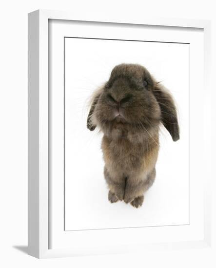 Lionhead Rabbit Sitting Up-Mark Taylor-Framed Photographic Print