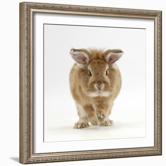 Lionhead X Lop Rabbit, Tedson, Running, Against White Background-Mark Taylor-Framed Photographic Print