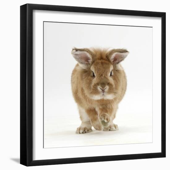 Lionhead X Lop Rabbit, Tedson, Running, Against White Background-Mark Taylor-Framed Photographic Print