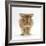 Lionhead X Lop Rabbit, Tedson, Running, Against White Background-Mark Taylor-Framed Photographic Print