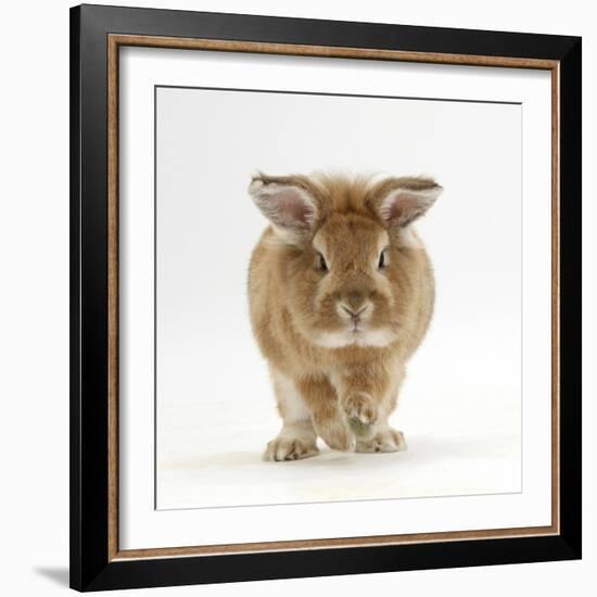 Lionhead X Lop Rabbit, Tedson, Running, Against White Background-Mark Taylor-Framed Photographic Print