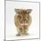 Lionhead X Lop Rabbit, Tedson, Running, Against White Background-Mark Taylor-Mounted Photographic Print