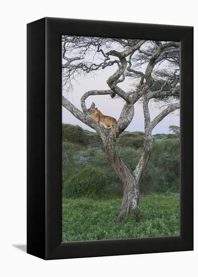 Lionness Lies in an Acacia, Ngorongoro Conservation Area, Tanzania-James Heupel-Framed Premier Image Canvas