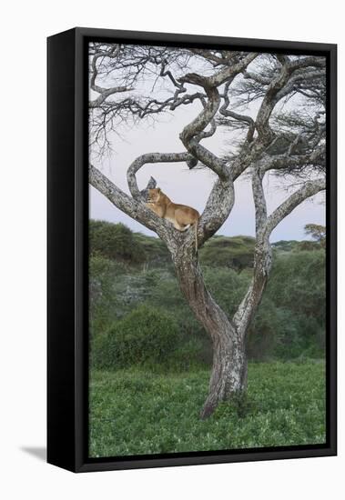 Lionness Lies in an Acacia, Ngorongoro Conservation Area, Tanzania-James Heupel-Framed Premier Image Canvas