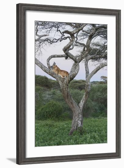 Lionness Lies in an Acacia, Ngorongoro Conservation Area, Tanzania-James Heupel-Framed Photographic Print