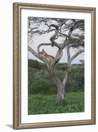 Lionness Lies in an Acacia, Ngorongoro Conservation Area, Tanzania-James Heupel-Framed Photographic Print