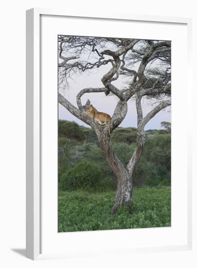 Lionness Lies in an Acacia, Ngorongoro Conservation Area, Tanzania-James Heupel-Framed Photographic Print