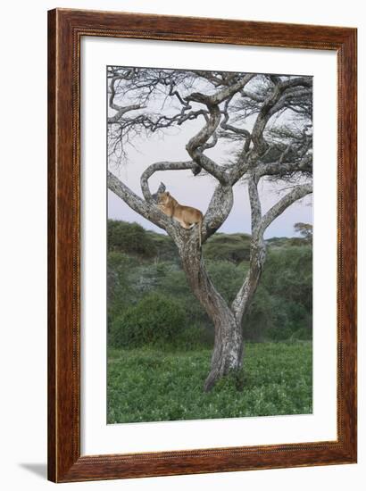 Lionness Lies in an Acacia, Ngorongoro Conservation Area, Tanzania-James Heupel-Framed Photographic Print