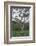 Lionness Lies in an Acacia, Ngorongoro Conservation Area, Tanzania-James Heupel-Framed Photographic Print