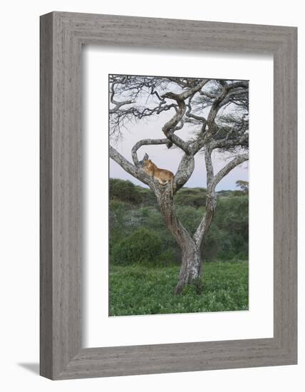 Lionness Lies in an Acacia, Ngorongoro Conservation Area, Tanzania-James Heupel-Framed Photographic Print