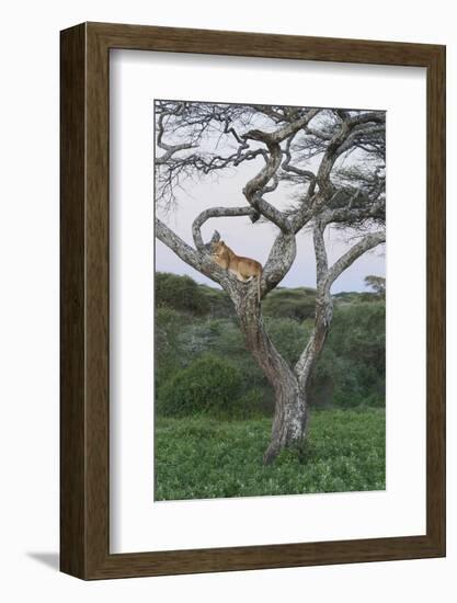 Lionness Lies in an Acacia, Ngorongoro Conservation Area, Tanzania-James Heupel-Framed Photographic Print