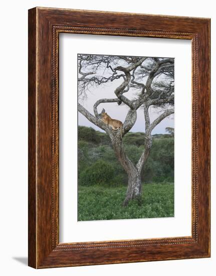 Lionness Lies in an Acacia, Ngorongoro Conservation Area, Tanzania-James Heupel-Framed Photographic Print