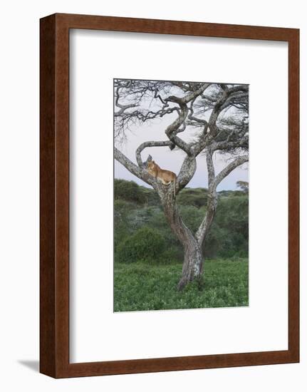 Lionness Lies in an Acacia, Ngorongoro Conservation Area, Tanzania-James Heupel-Framed Photographic Print