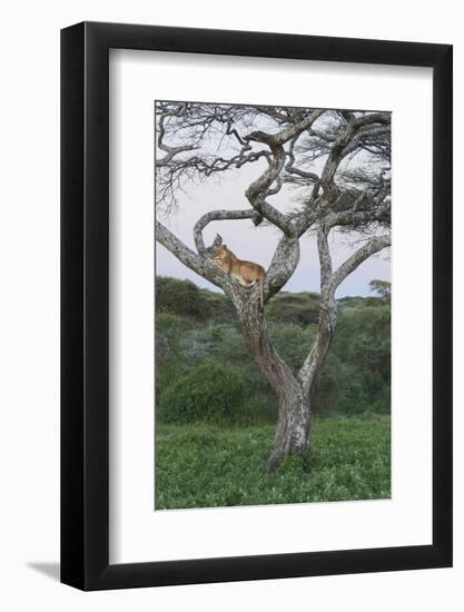 Lionness Lies in an Acacia, Ngorongoro Conservation Area, Tanzania-James Heupel-Framed Photographic Print