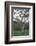 Lionness Lies in an Acacia, Ngorongoro Conservation Area, Tanzania-James Heupel-Framed Photographic Print
