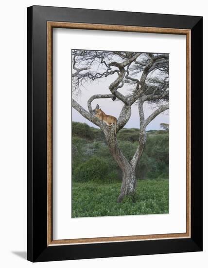 Lionness Lies in an Acacia, Ngorongoro Conservation Area, Tanzania-James Heupel-Framed Photographic Print