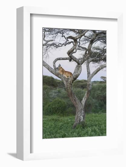 Lionness Lies in an Acacia, Ngorongoro Conservation Area, Tanzania-James Heupel-Framed Photographic Print