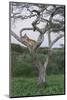 Lionness Lies in an Acacia, Ngorongoro Conservation Area, Tanzania-James Heupel-Mounted Photographic Print