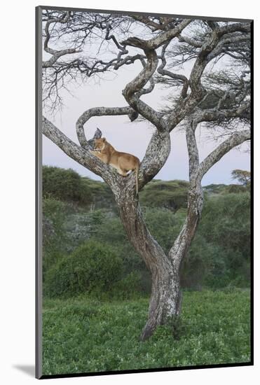 Lionness Lies in an Acacia, Ngorongoro Conservation Area, Tanzania-James Heupel-Mounted Photographic Print
