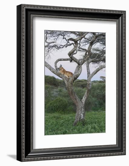 Lionness Lies in an Acacia, Ngorongoro Conservation Area, Tanzania-James Heupel-Framed Photographic Print