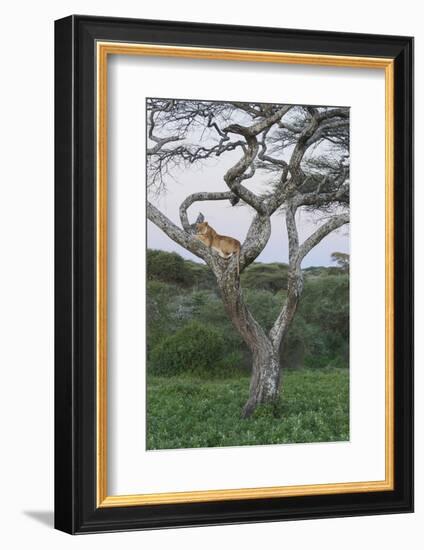 Lionness Lies in an Acacia, Ngorongoro Conservation Area, Tanzania-James Heupel-Framed Photographic Print