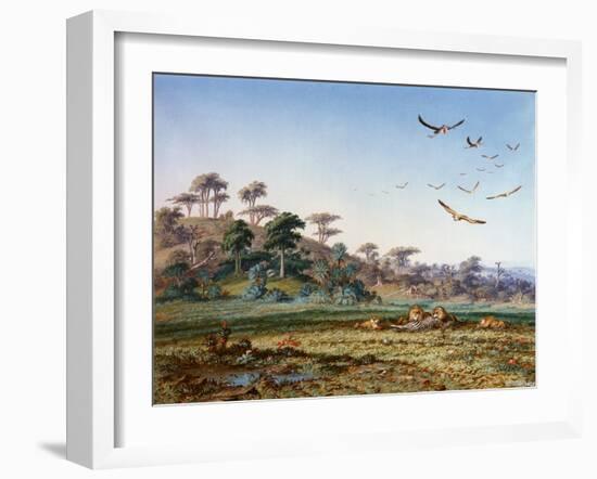Lions and Dead Quagga-Thomas Baines-Framed Art Print