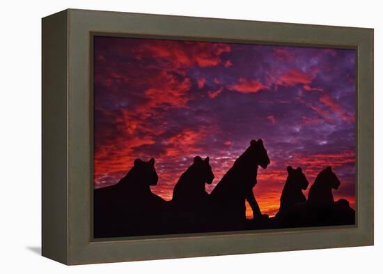 Lions at Sunset-null-Framed Premier Image Canvas