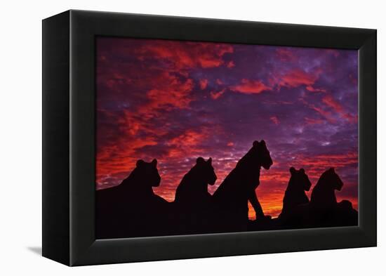 Lions at Sunset-null-Framed Premier Image Canvas