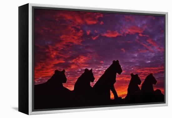 Lions at Sunset-null-Framed Premier Image Canvas