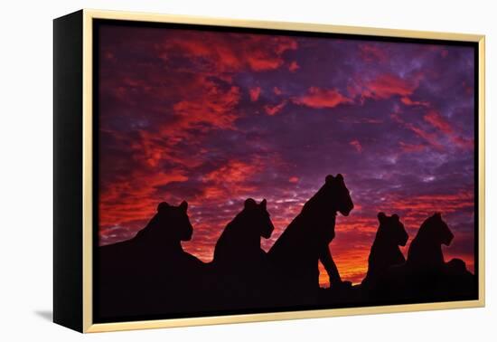 Lions at Sunset-null-Framed Premier Image Canvas