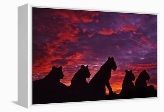 Lions at Sunset-null-Framed Premier Image Canvas