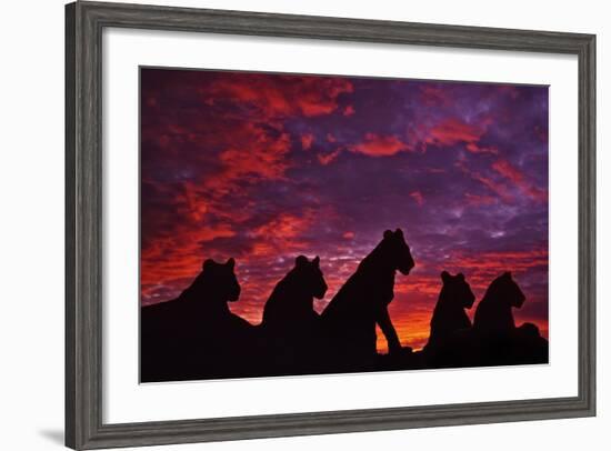 Lions at Sunset--Framed Photographic Print