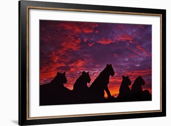 Lions at Sunset-null-Framed Photographic Print