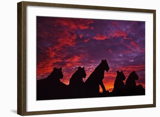 Lions at Sunset-null-Framed Photographic Print