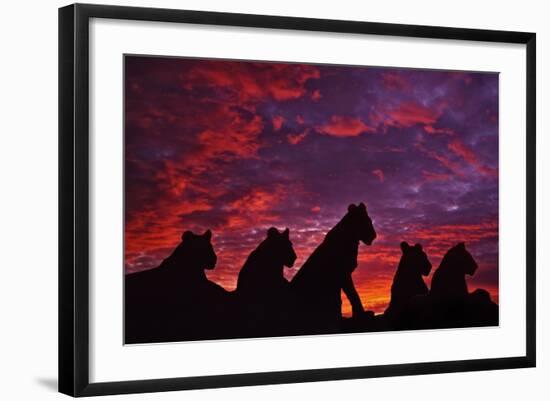 Lions at Sunset-null-Framed Photographic Print