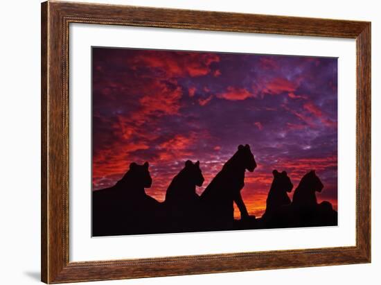 Lions at Sunset-null-Framed Photographic Print