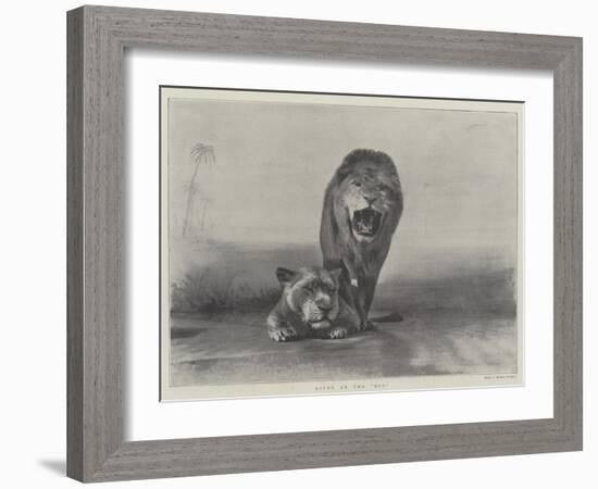 Lions at the Zoo-null-Framed Giclee Print