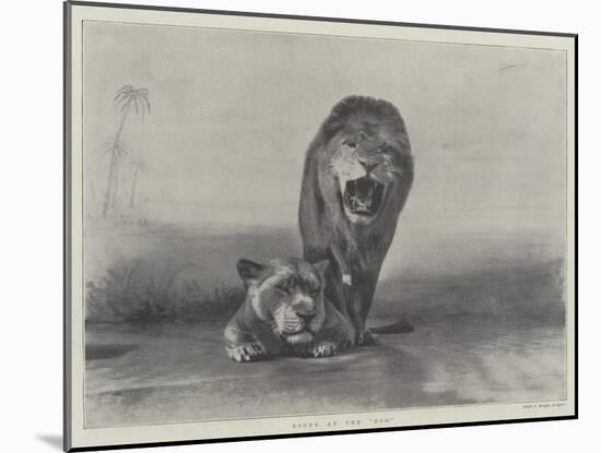 Lions at the Zoo-null-Mounted Giclee Print