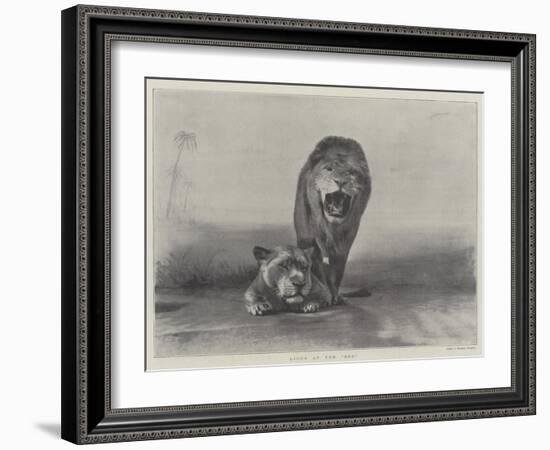 Lions at the Zoo-null-Framed Giclee Print