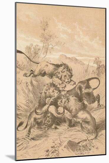 Lions Attacking A Buffalo, c1880-null-Mounted Giclee Print